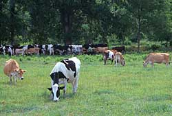 Knollbrook Farm in Goshen, Indiana raises Holstein and Jerseys, in addition to the pumpkin patch and corn maze.